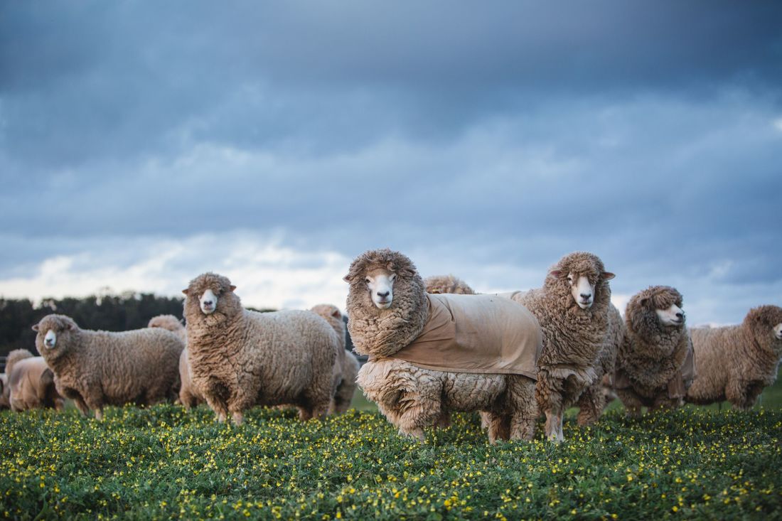 Yarn Tasting February - Cloverleaf Corriedale Stud