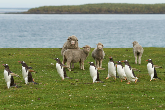 Falkland Sheep - Spinning and Fibre Study