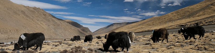 The Merino Silk Yak Yarn Story