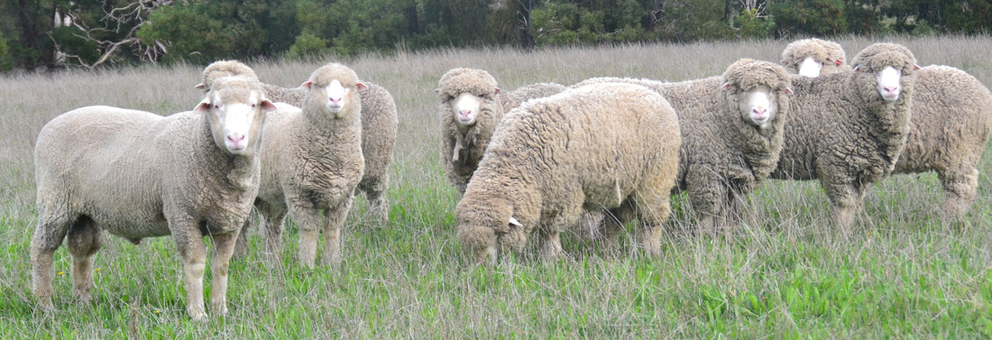 Polwarth Sheep - Spinning and Fibre Study