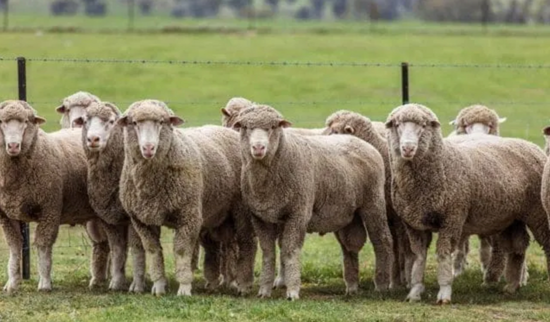 Bond Sheep - Spinning and Fibre Study